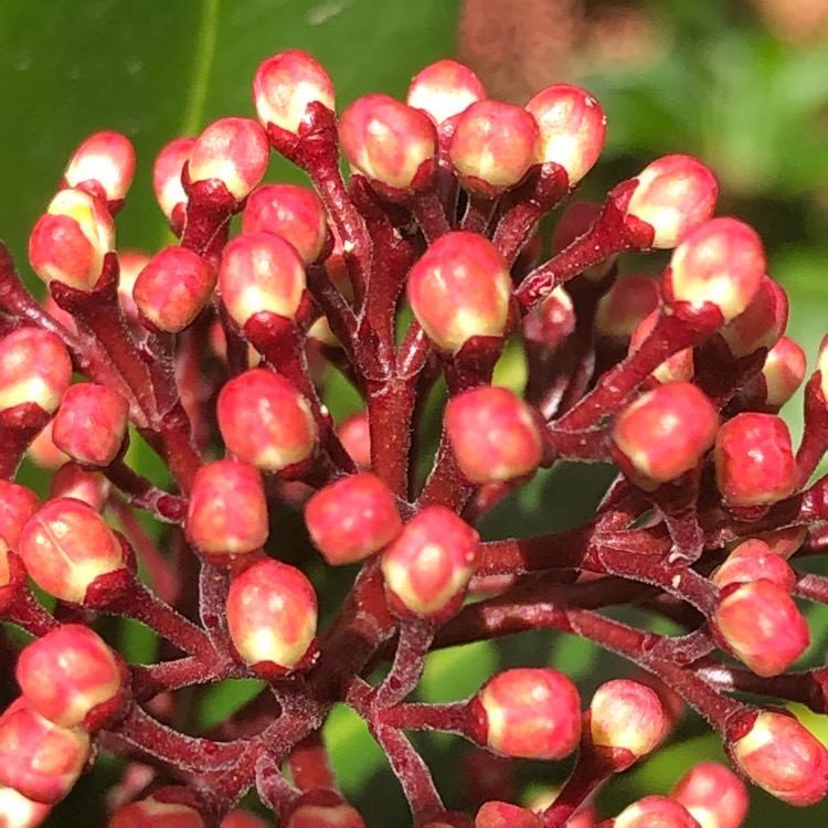 plant image 1449625