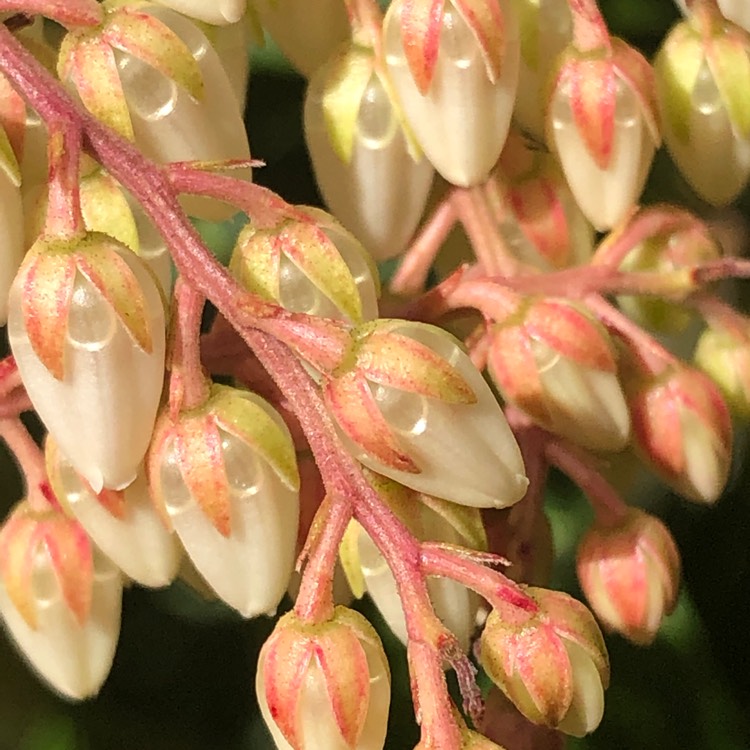 plant image 1449627 plant image 1449627