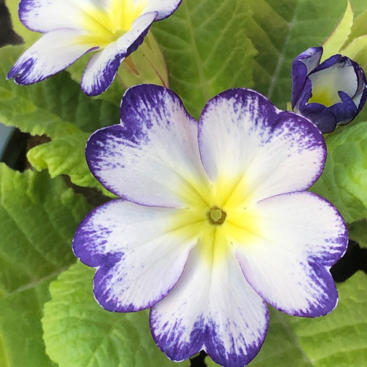 plant image 1451425 plant image 1451425