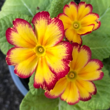 Primula