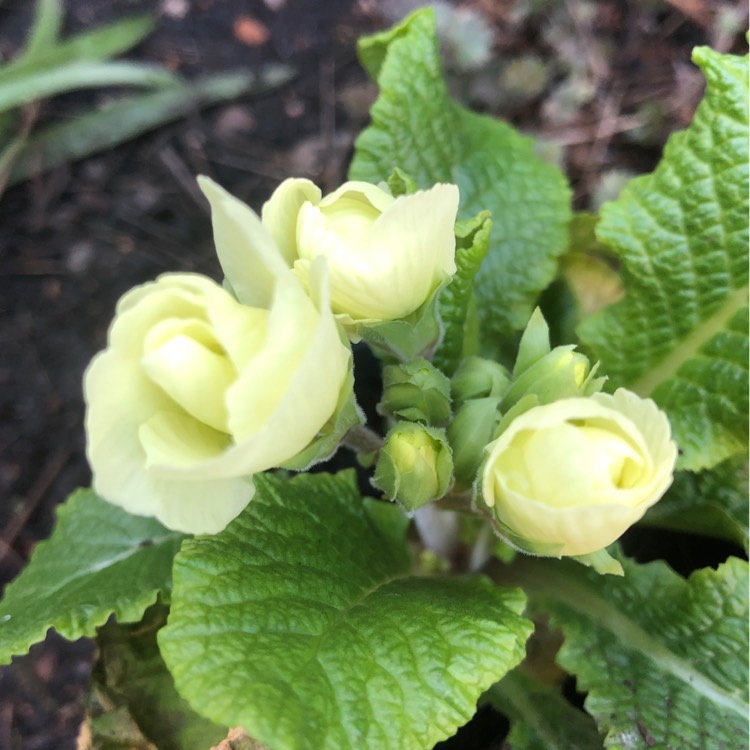 plant image 1452577 plant image 1452577