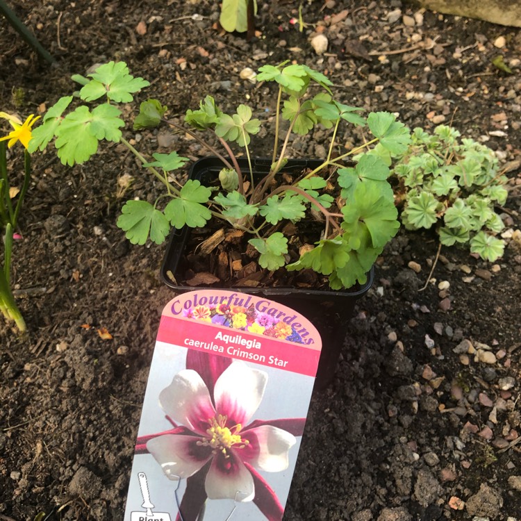 plant image 1453688