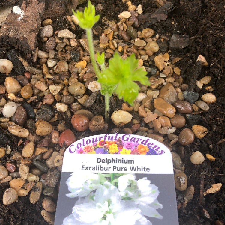 plant image 1453690 plant image 1453690