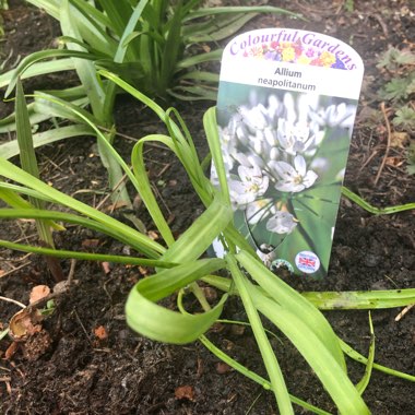 Allium neapolitanum