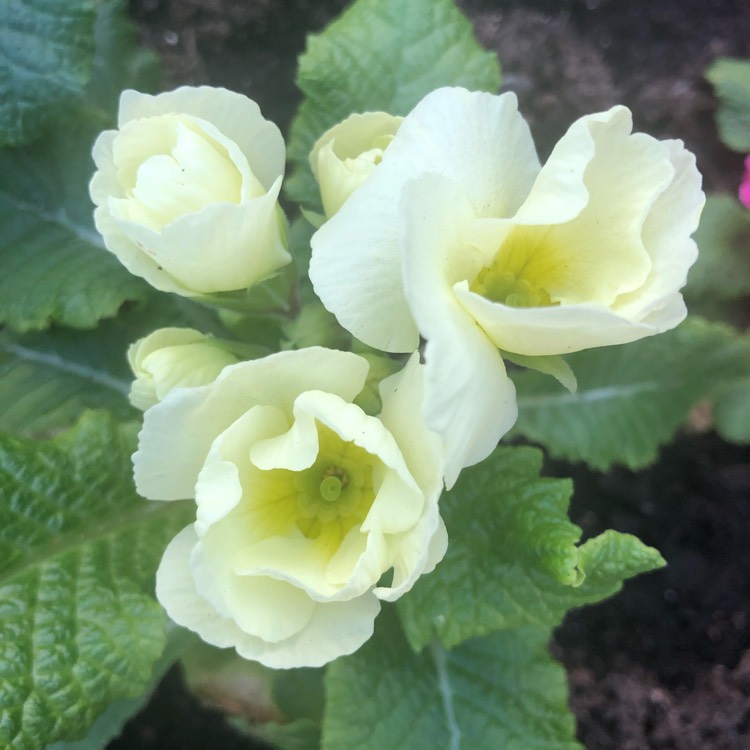 plant image 1453928 plant image 1453928