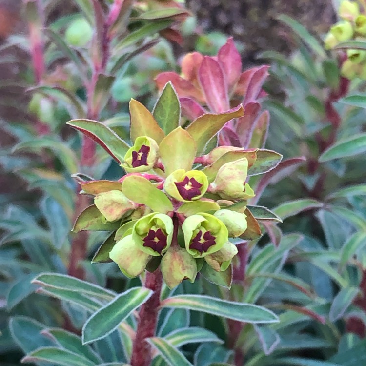 Plant image Euphorbia x martini