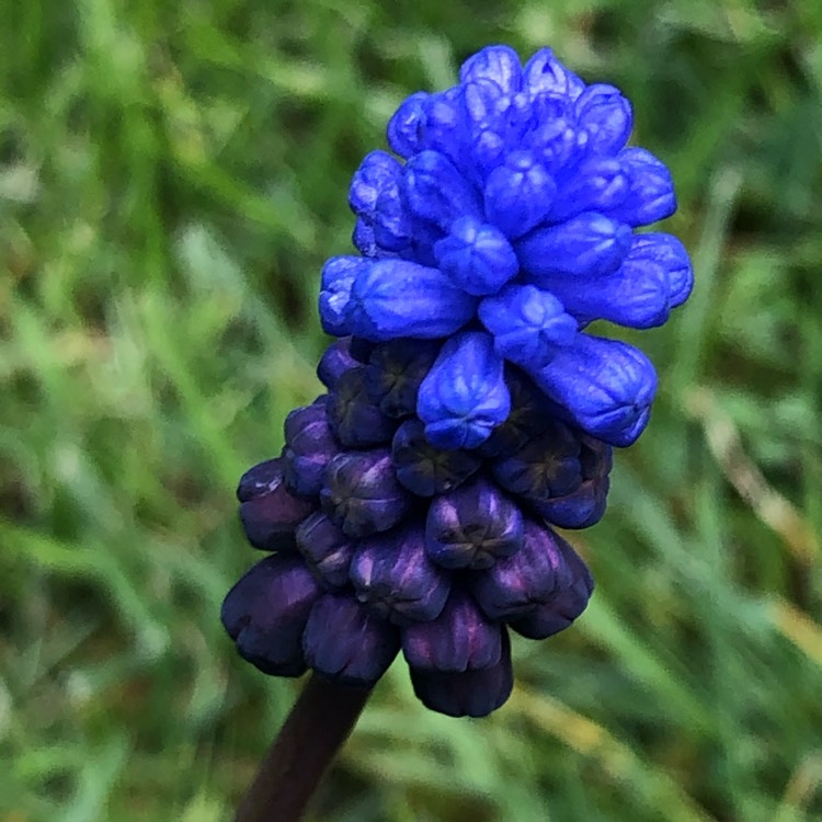 Plant image Muscari