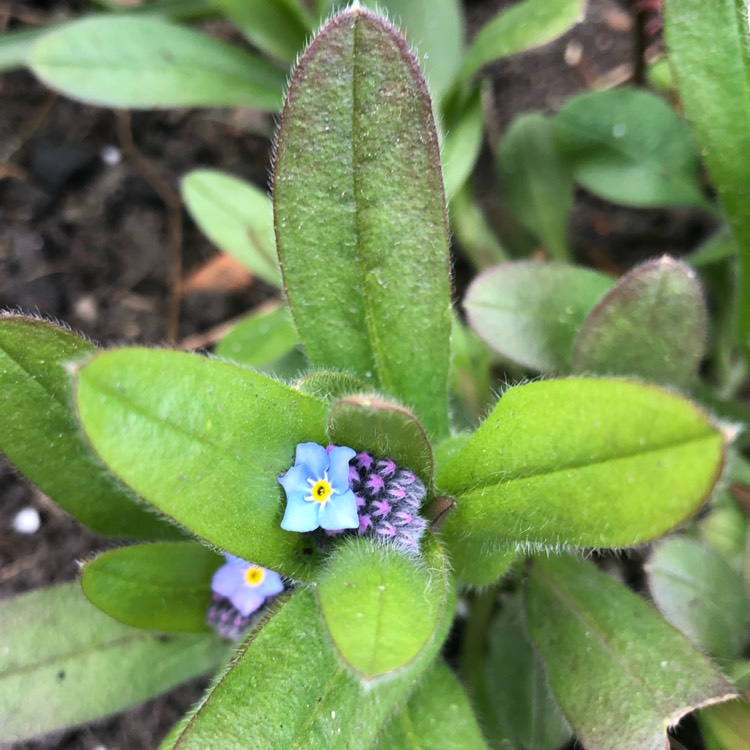 plant image 1462450