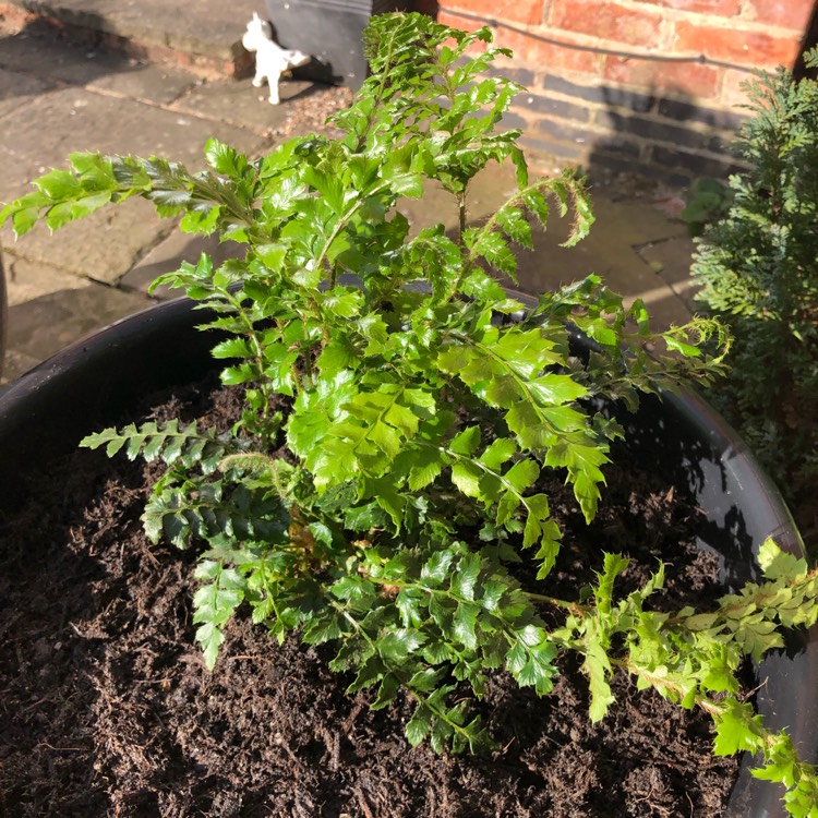 Plant image Polystichum Polyblepharum