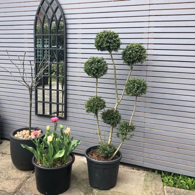 Ilex crenata 'Dark Green'
