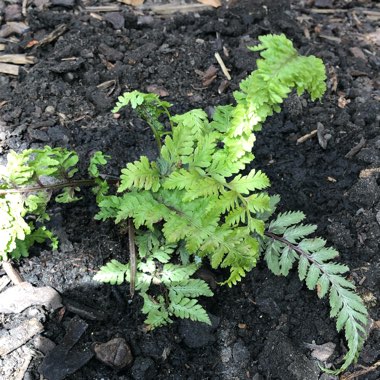 Athyrium niponicum 'Red beauty'