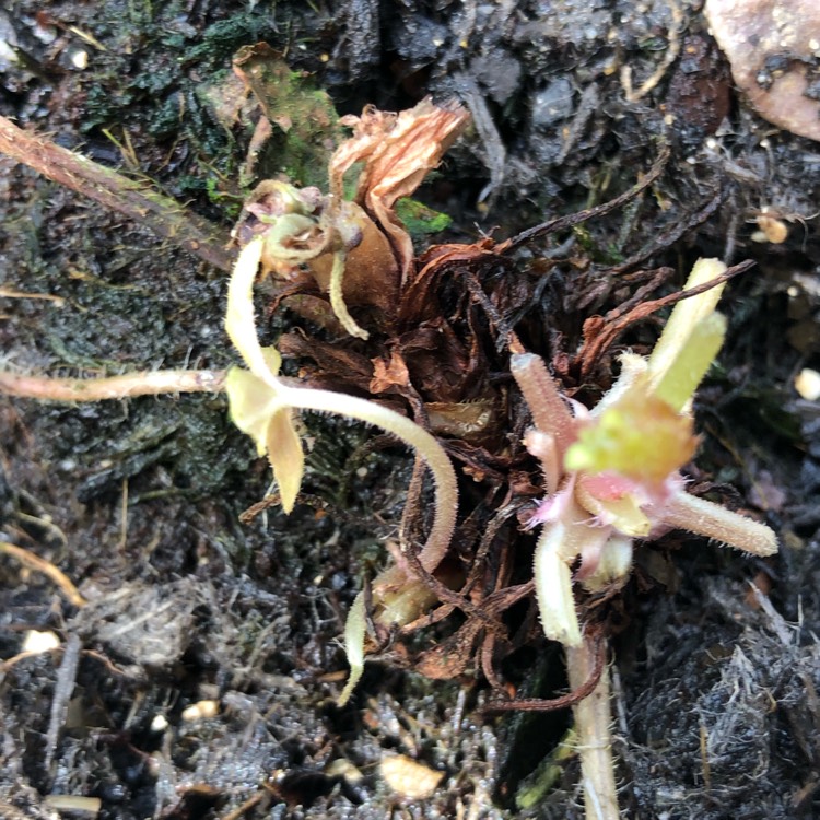 Plant image x Heucherella 'Sweet Tea'