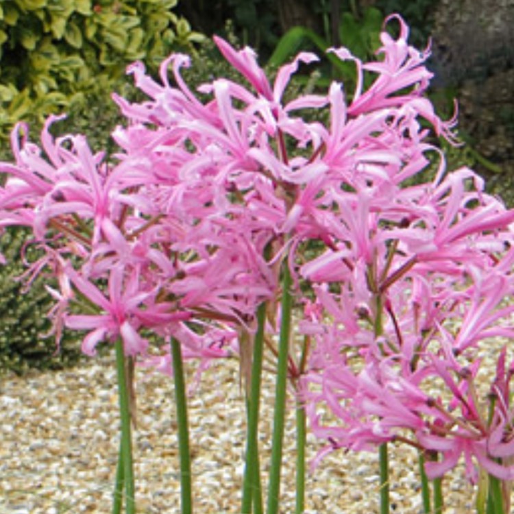 plant image 1470185