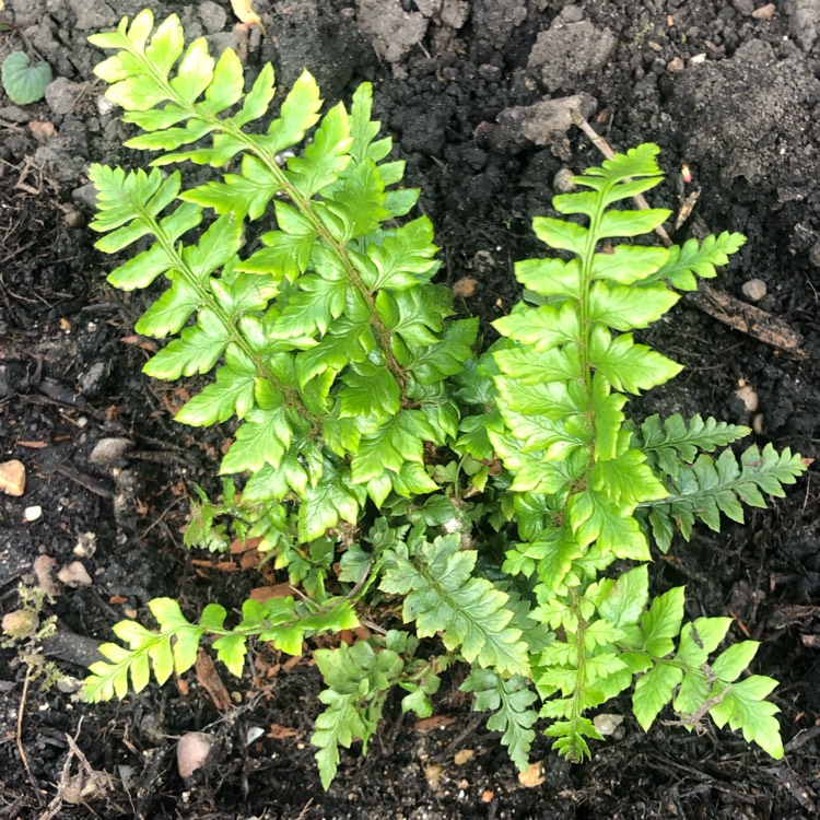 Plant image Polystichum