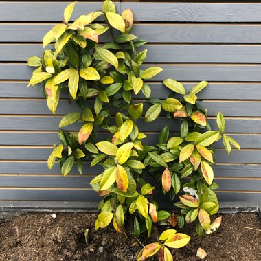 Trachelospermum jasminoides