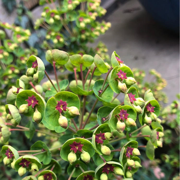 plant image 1474142 plant image 1474142