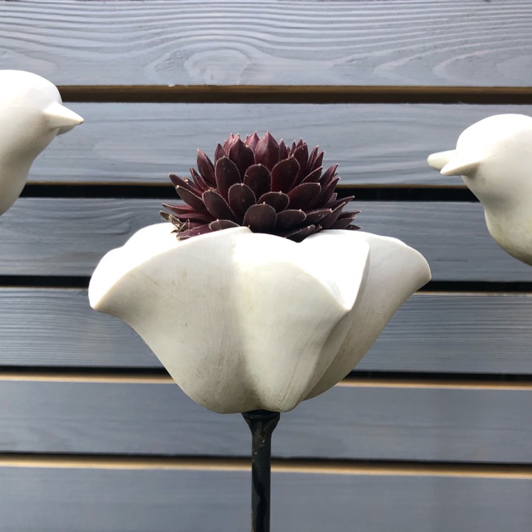plant image 1474177