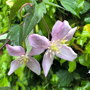 Clematis Montana 'Elizabeth'