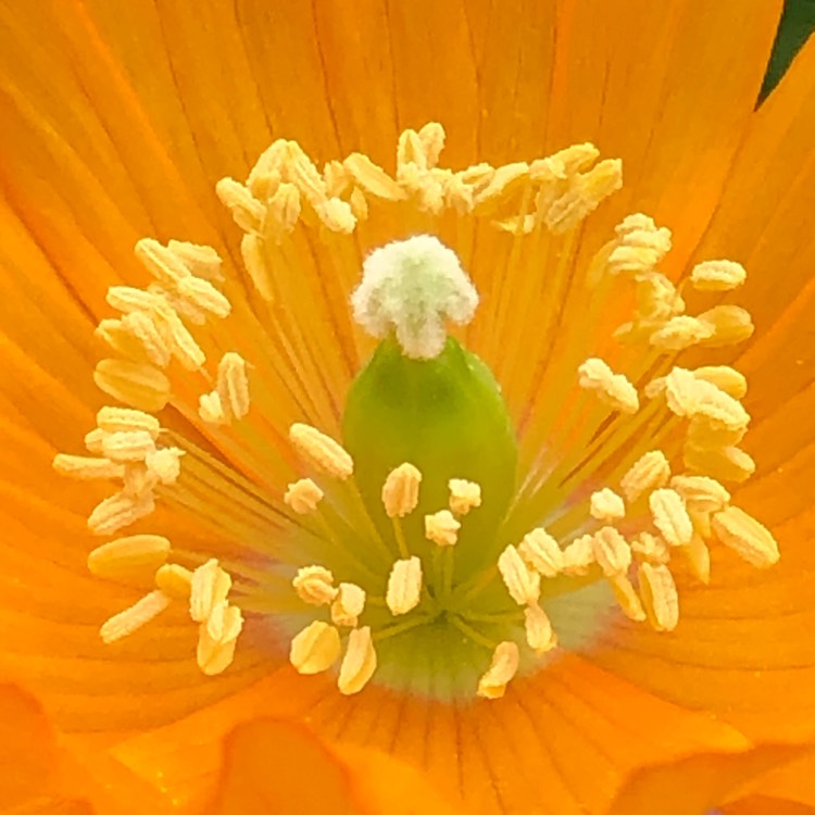 plant image 1480635 plant image 1480635
