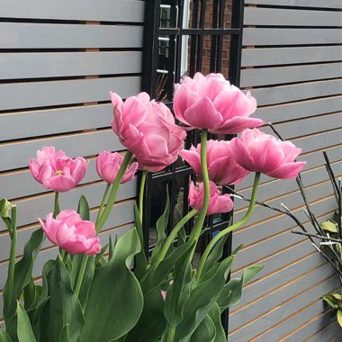 Tulipa 'Wedding Gift'
