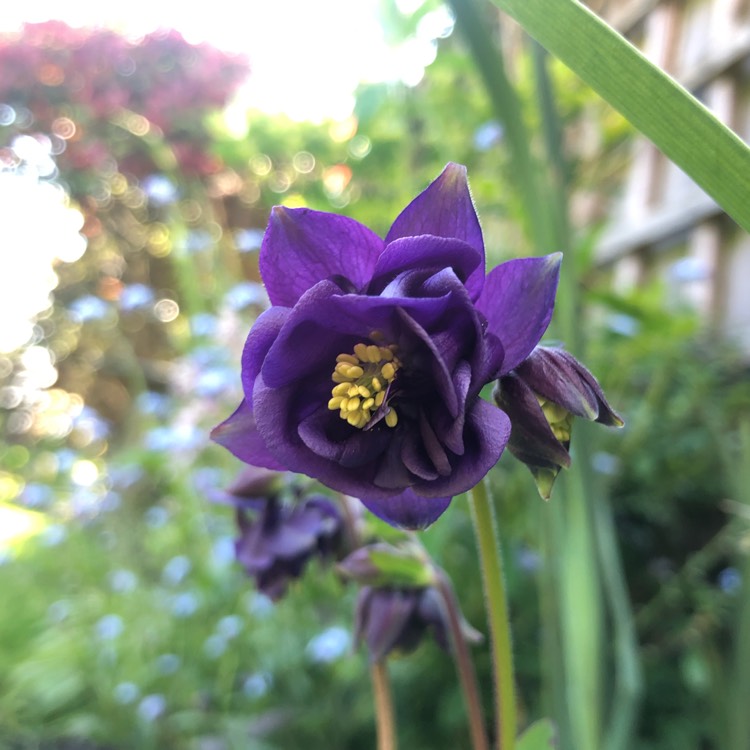 Plant image Aquilegia Vulgaris Var. Stellata 'Blue Barlow'