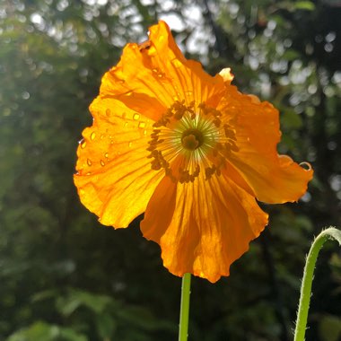 Meconopsis cambrica