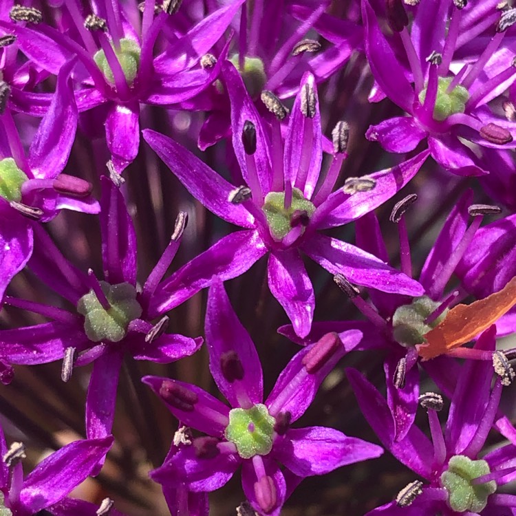 plant image 1487488 plant image 1487488
