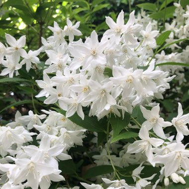 Deutzia gracilis 'Nikko'