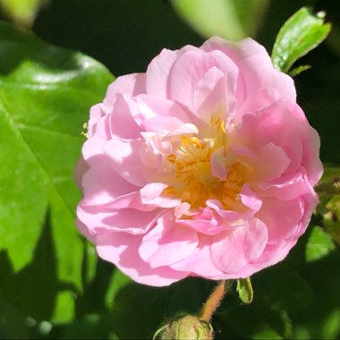 Rosa 'Chewramb' syn. Rosa 'Little Rambler'