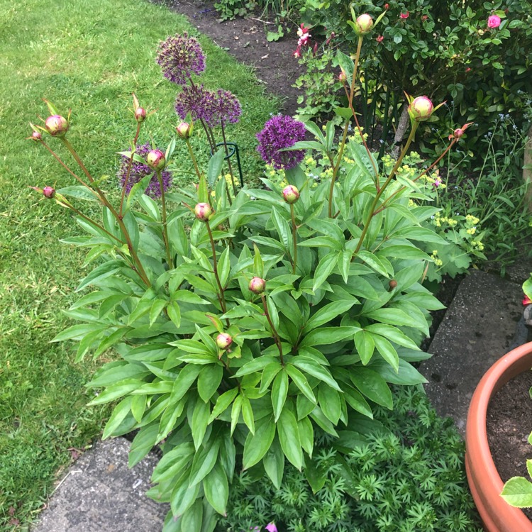 plant image 1491383 plant image 1491383