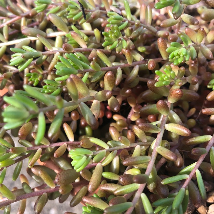 plant image 1491781