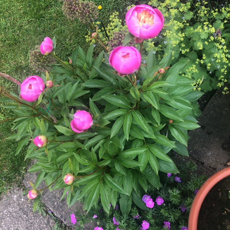 plant image 1493743 plant image 1493743