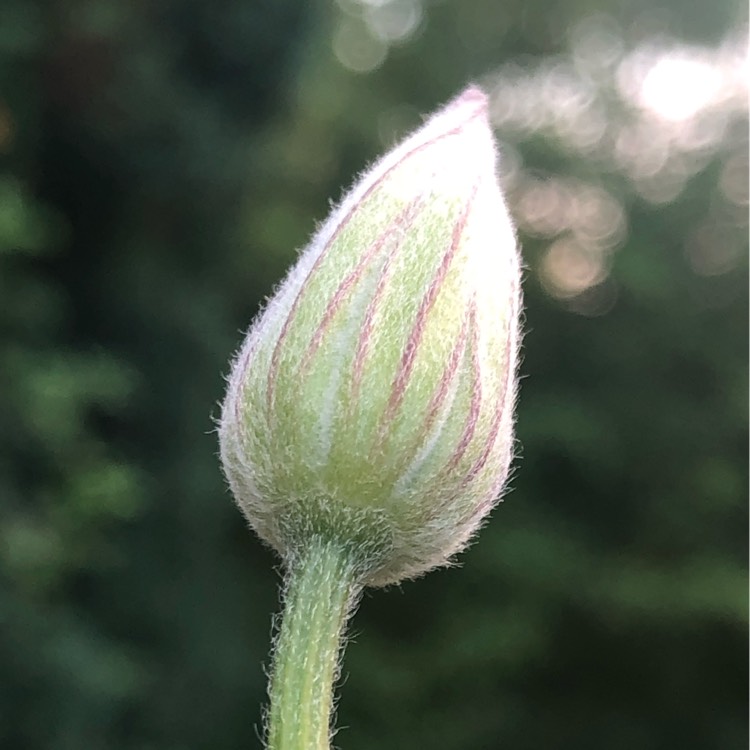 plant image 1495146 plant image 1495146