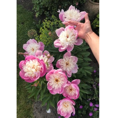 Paeonia lactiflora 'Bowl of Beauty'