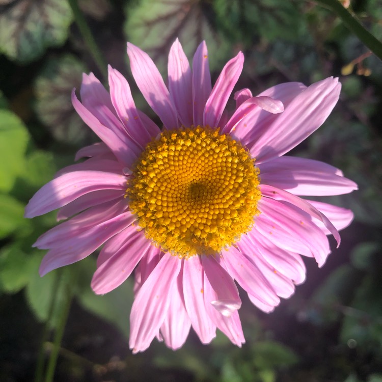 plant image 1497283 plant image 1497283