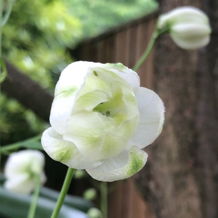 plant image 1497646 plant image 1497646