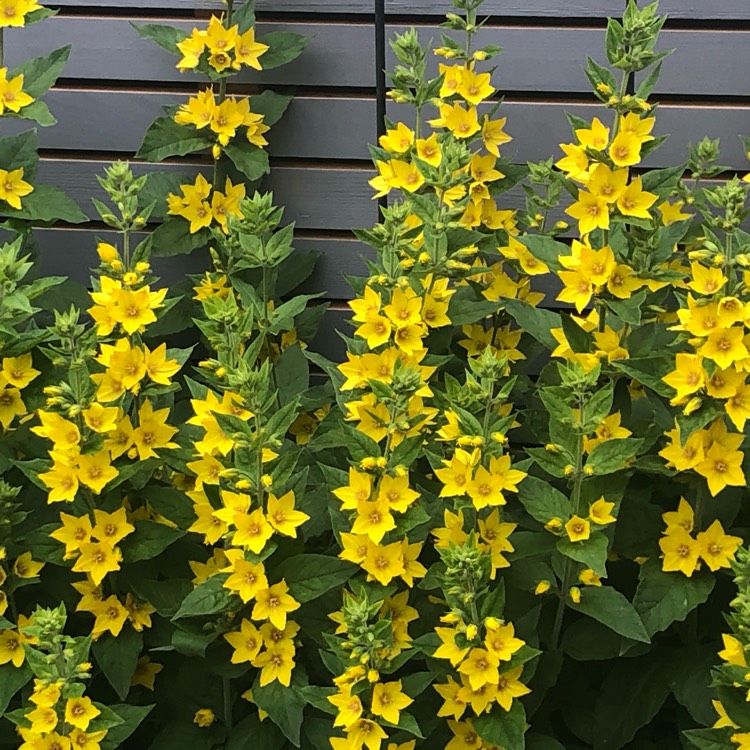 plant image 1498248