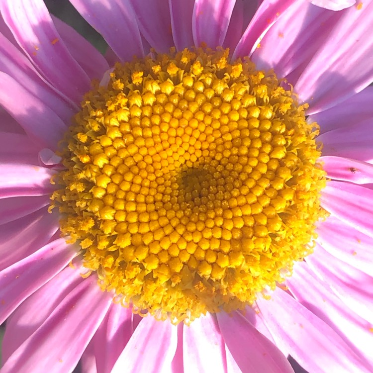 plant image 1499013 plant image 1499013