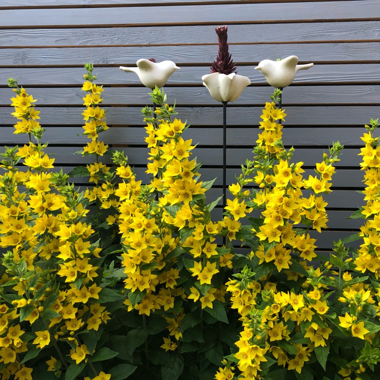 plant image 1501556