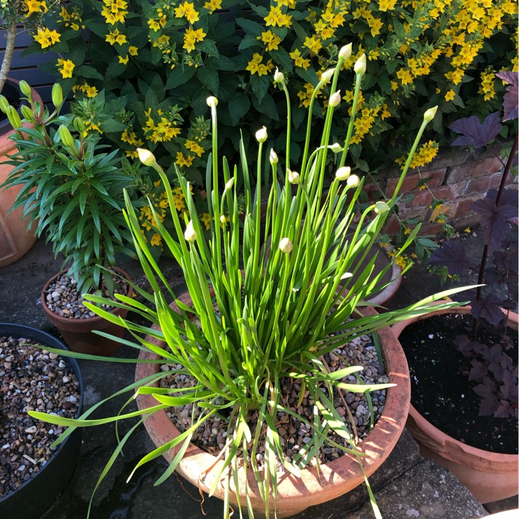 plant image 1502344 plant image 1502344
