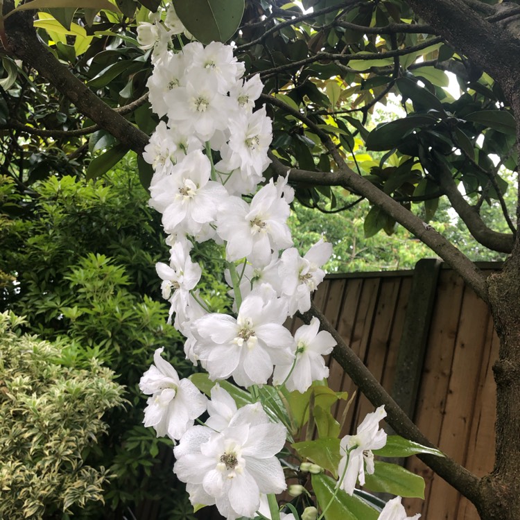 Plant image Delphinium 'Excalibur Pure White'