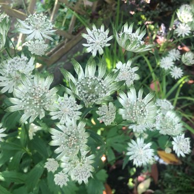 Astrantia