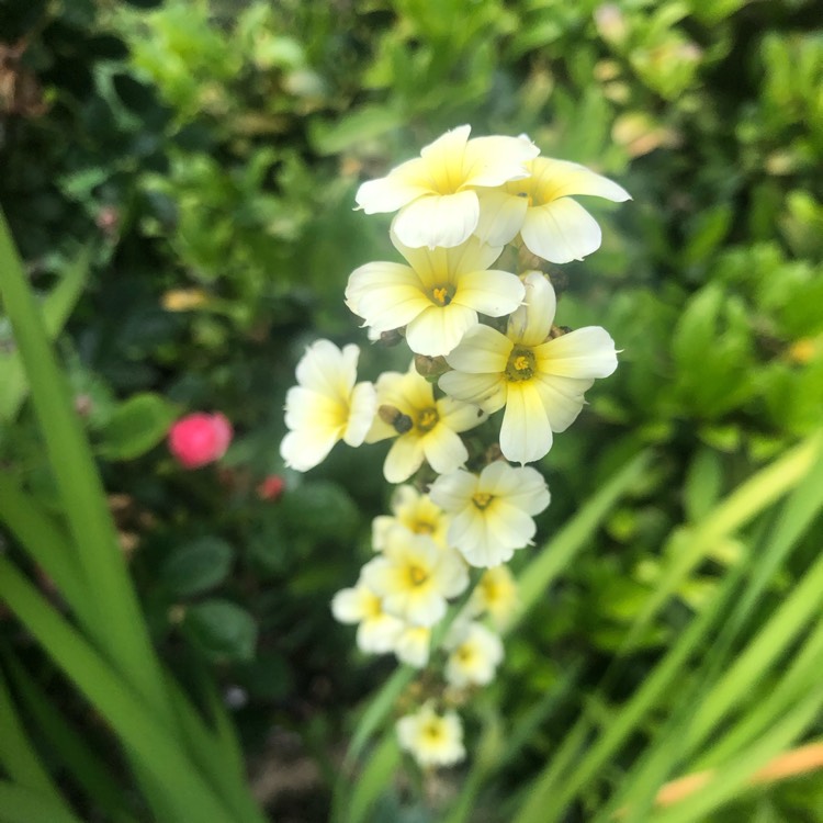 plant image 1504736 plant image 1504736