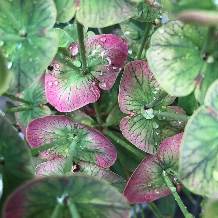 Plant image Euphorbia x martini 'Baby Charm'
