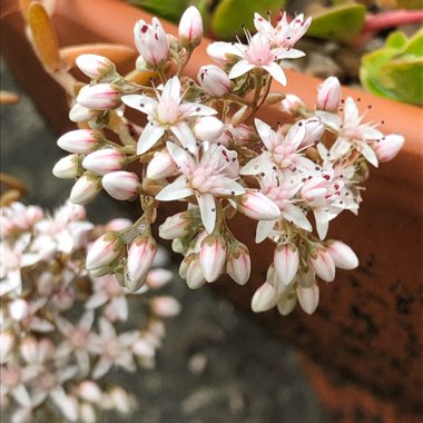Sedum Album