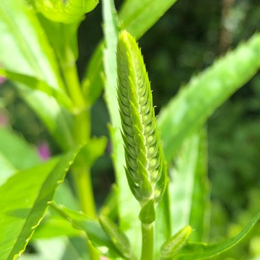 Physostegia virginiana 'Rosea'