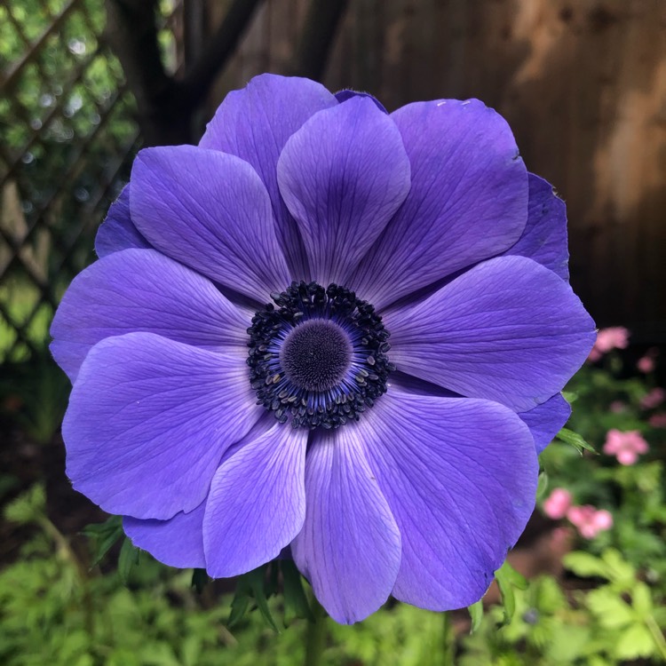 Plant image Anemone coronaria De Caen Blue