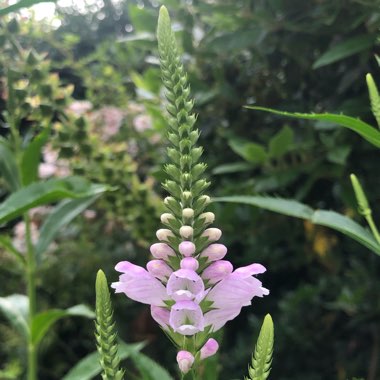 Physostegia virginiana 'Rosea'