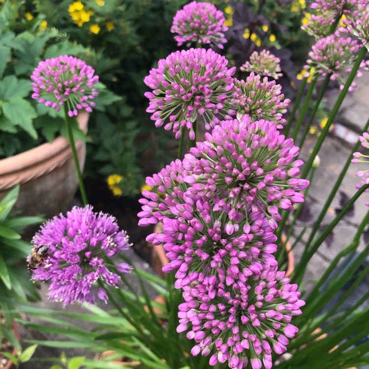 plant image 1514603 plant image 1514603