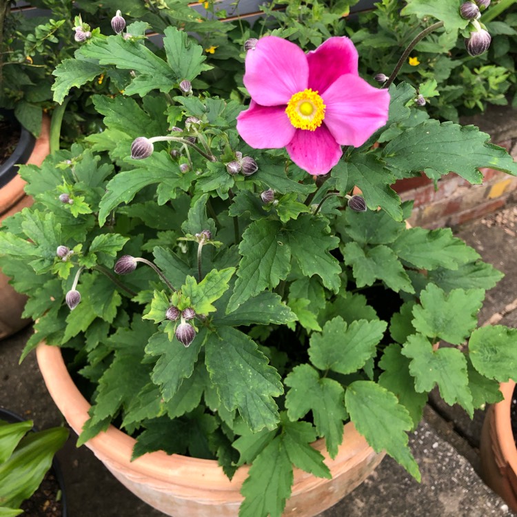 plant image 1521649